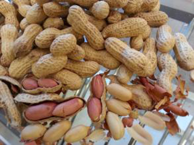 Roasted peanut